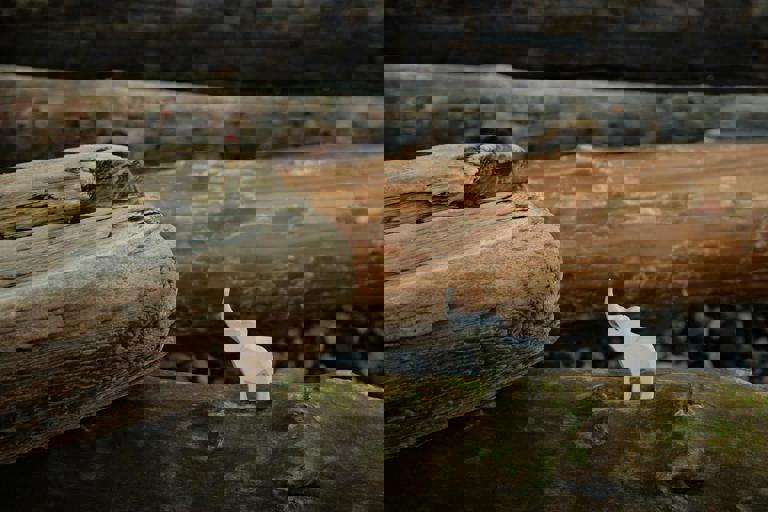 Outdoor Sculpture Trail Unveils Interactive Artwork Celebrating Urban Wildlife